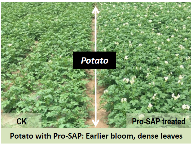 Super Absorbent Polymer Pro-SAP application in potato